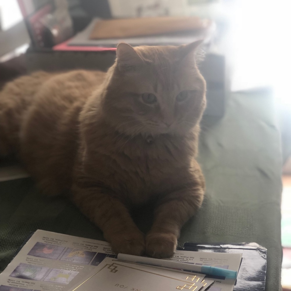 Meet your Posher, Lauren